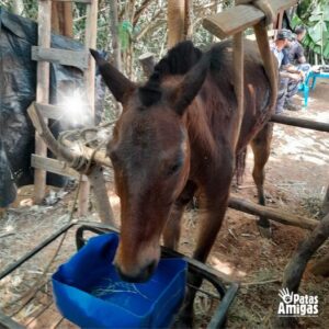 Foto: divulgação/ONG Patas Amigas